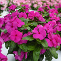 Vinca Mega Bloom® Grape