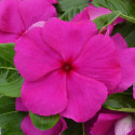 Vinca Mega Bloom® Grape