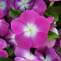 Vinca Mega Bloom® Orchid Halo