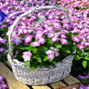 Vinca Mega Bloom® Orchid Halo