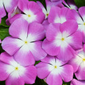 Vinca Mega Bloom® Orchid Halo