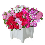 Vinca Mega Bloom® Mi...