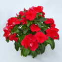 Vinca Mega Bloom® Dark Red