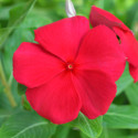 Vinca Mega Bloom® Dark Red