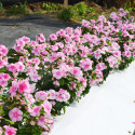 Vinca Mega Bloom® Icy Pink