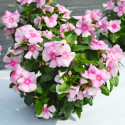 Vinca Mega Bloom® Icy Pink