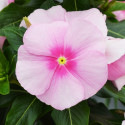 Vinca Mega Bloom® Icy Pink