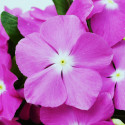 Vinca Mega Bloom® Lavender