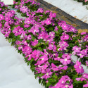 Vinca Mega Bloom® Lavender