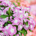 Vinca Mega Bloom® Pink Halo