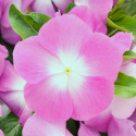 Vinca Mega Bloom® Pink Halo