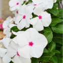 Vinca Mega Bloom® Polka Dot