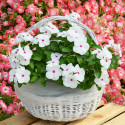 Vinca Mega Bloom® Polka Dot