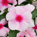 Vinca Mega Bloom® Strawberry