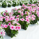 Vinca Mega Bloom® Strawberry