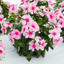 Vinca Mega Bloom® Strawberry