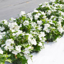 Vinca Mega Bloom® White