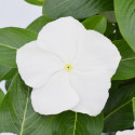 Vinca Mega Bloom® White