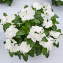 Vinca Mega Bloom® White