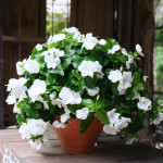 Vinca Mega Flow® Whi...