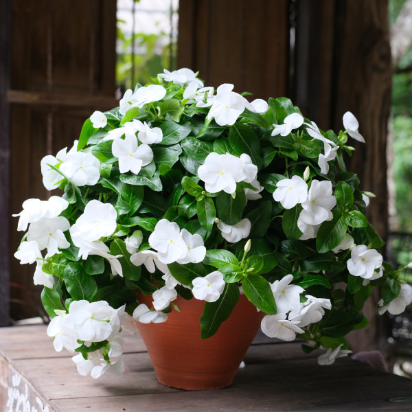 Vinca Mega Flow® White