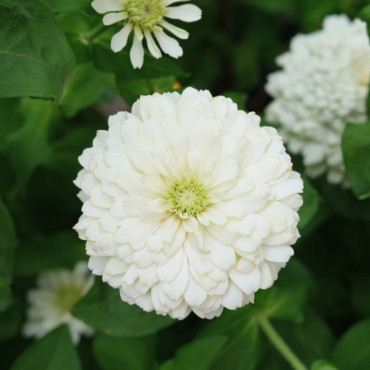 Zinnia Holi® White...