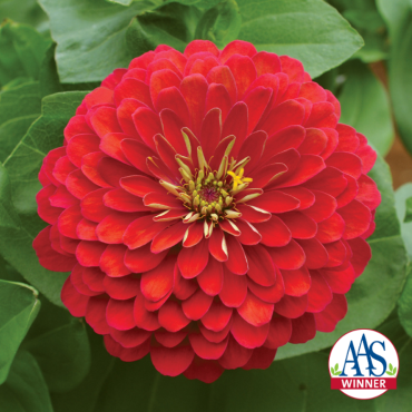 Zinnia Holi® Scarlet...