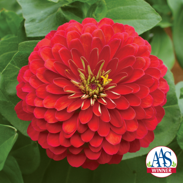 Zinnia Holi® Scarlet