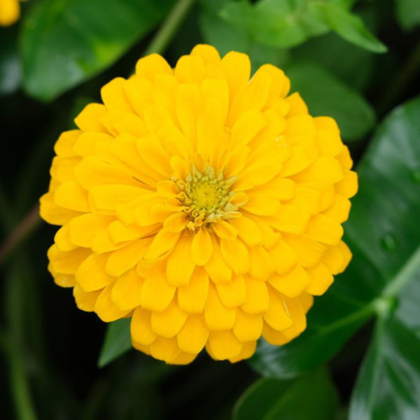 Zinnia Holi® Yellow