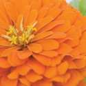 Zinnia Holi® Orange