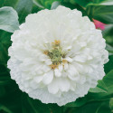 Zinnia Holi® White
