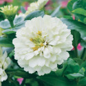 Zinnia Holi® White