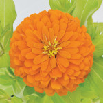 Zinnia Holi® Orange...