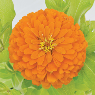 Zinnia Holi® Orange...