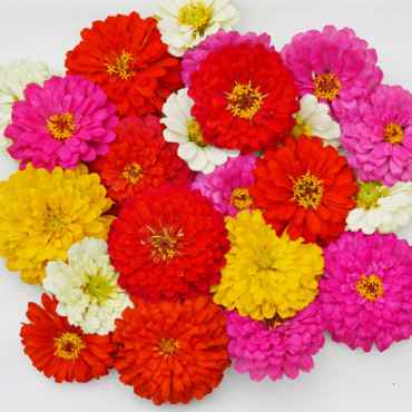 Zinnia F1 Holi® Mix...
