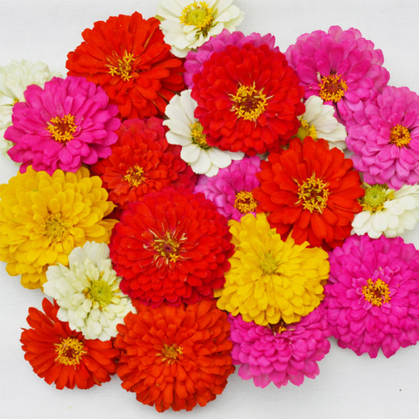 Zinnia F1 Holi® Mix