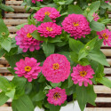 Zinnia Holi® Pink