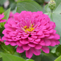 Zinnia Holi® Pink