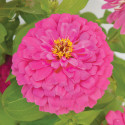 Zinnia Holi® Pink