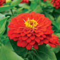 Zinnia Holi® Scarlet