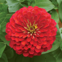 Zinnia Holi® Scarlet