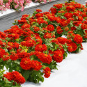 Zinnia Holi® Scarlet