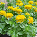 Zinnia Holi® Yellow