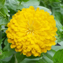 Zinnia Holi® Yellow