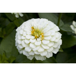 Zinnia Daydream® Whi...