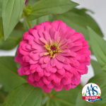 Zinnia Holi® Pink...