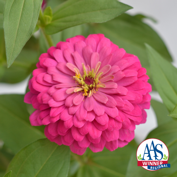 Zinnia Holi® Pink