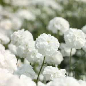 Achillea ptarmica Ma...