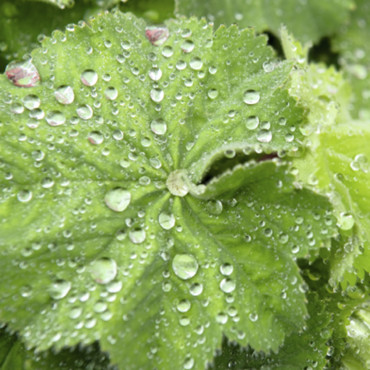 Alchemilla mollis Th...