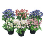 Aquilegia flabellata...